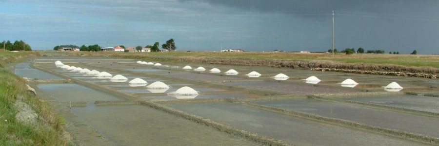 La formation du sel dans les oeillets